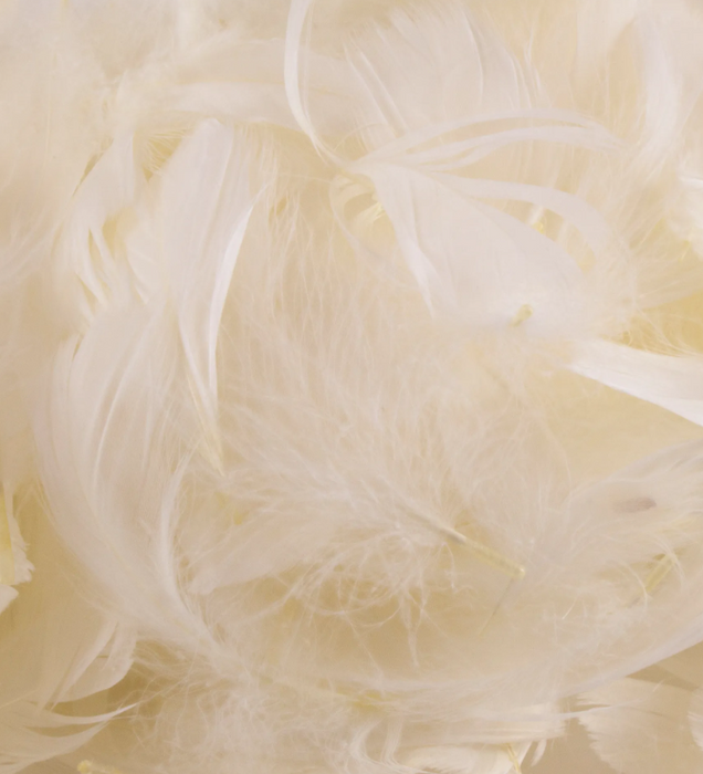 IVORY ELEGANZA FEATHERS MIXED SIZES 3'' - 5'' (50G)