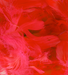 Red Eleganza Feathers Mixed Sizes 3'' - 5'' (50G Bag)